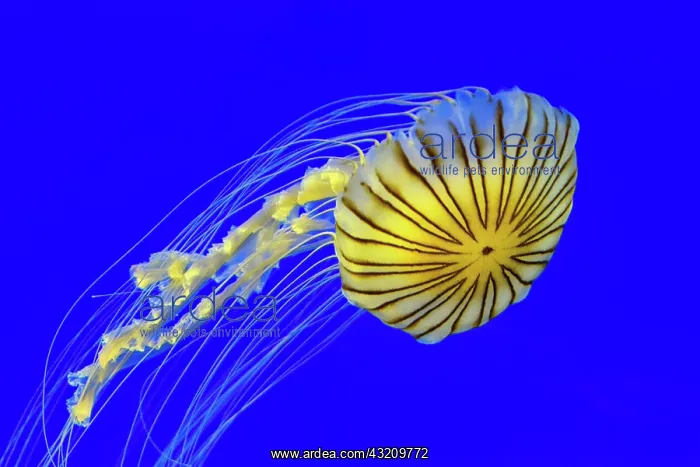 : Yellow compass jellyfish (Chrysaora hysoscella) : Yellow compass jellyfish (Chrysaora hysoscella)