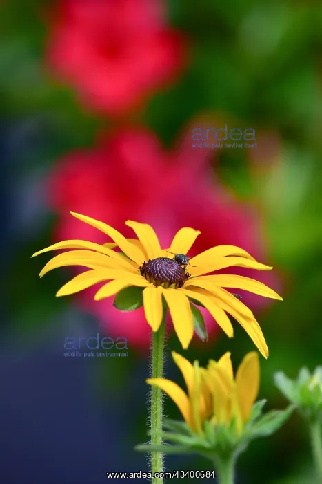 : The yellow coneflower (Echinacea paradoxa), yellow : The yellow coneflower (Echinacea paradoxa), yellow