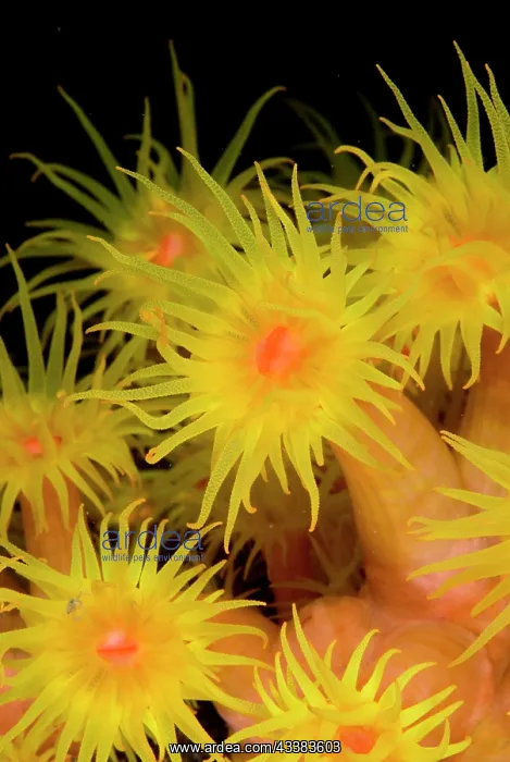 : Yellow Coral polyps : Yellow Coral polyps