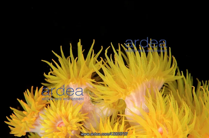 : Yellow Coral Polyps Baleh Slope dive site, Gili : Yellow Coral Polyps Baleh Slope dive site, Gili