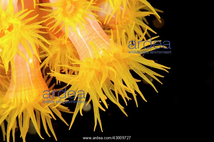 : Yellow Coral Polyps Baleh Slope dive site, Gili : Yellow Coral Polyps Baleh Slope dive site, Gili