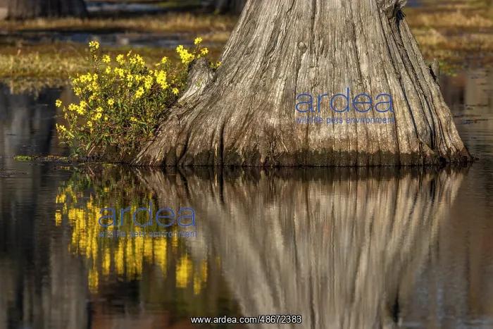 : Yellow coreopsis flowers, bald cypress trees in southern : Yellow coreopsis flowers, bald cypress trees in southern