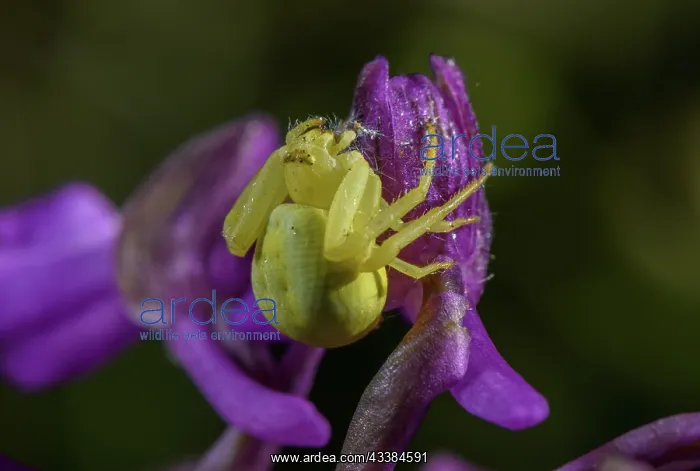 : Yellow Crab Spider, Misumena, on Green-winged orchid : Yellow Crab Spider, Misumena, on Green-winged orchid