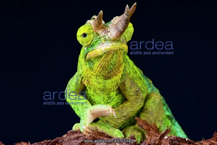 : yellow-crested Jackson's chameleon (Trioceros jacksonii : yellow-crested Jackson's chameleon (Trioceros jacksonii