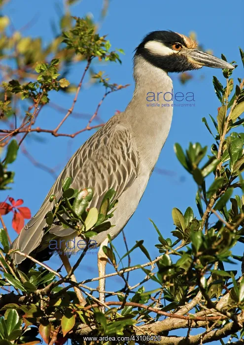 : Yellow Crown Night Heron : Yellow Crown Night Heron