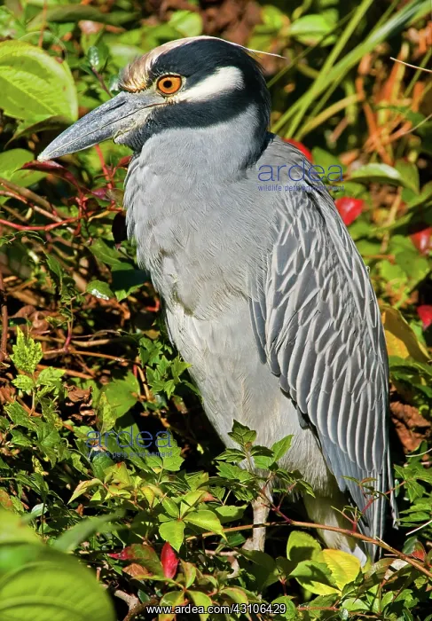 : Yellow Crown Night Heron : Yellow Crown Night Heron