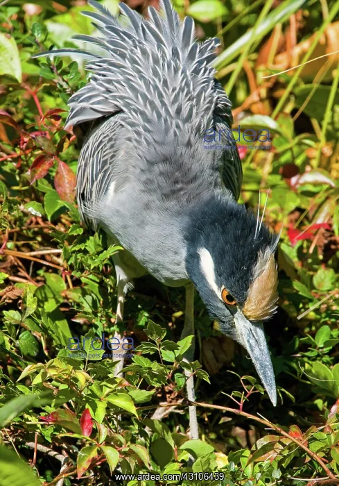  : Yellow Crown Night Heron