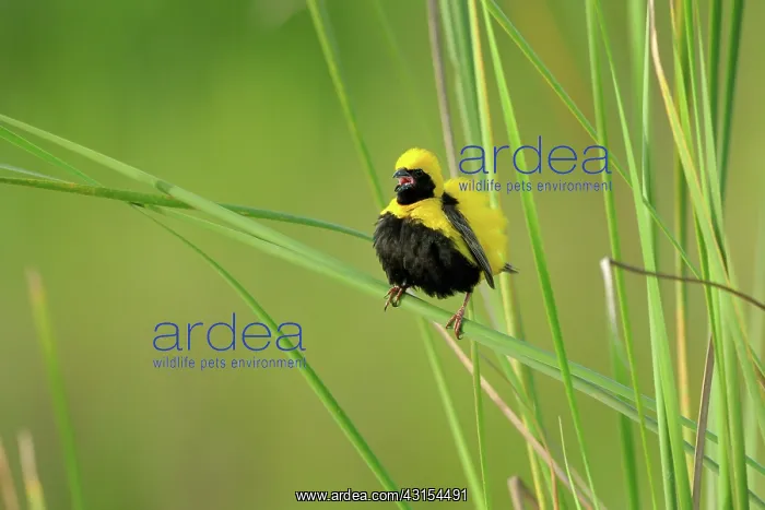 : Yellow-crowned Bishop : Yellow-crowned Bishop