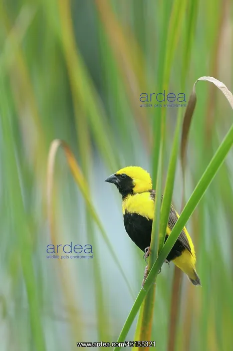 : Yellow-crowned Bishop : Yellow-crowned Bishop