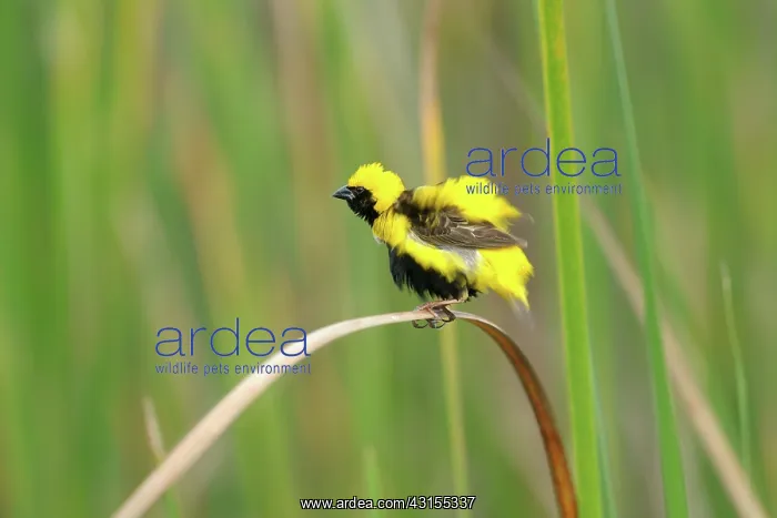 : Yellow-crowned Bishop : Yellow-crowned Bishop