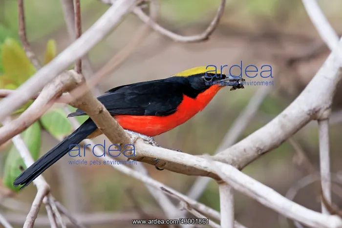 : Yellow-crowned Gonolek / Common Gonolek : Yellow-crowned Gonolek / Common Gonolek