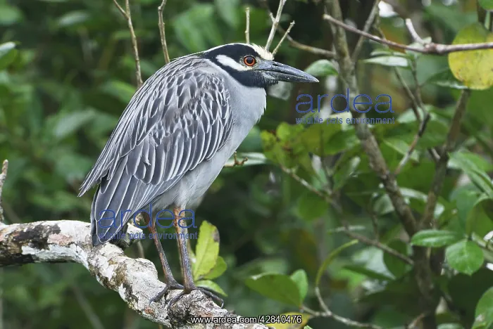 : Yellow-crowned Night Heron : Yellow-crowned Night Heron