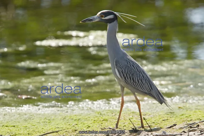 : Yellow-crowned night heron : Yellow-crowned night heron