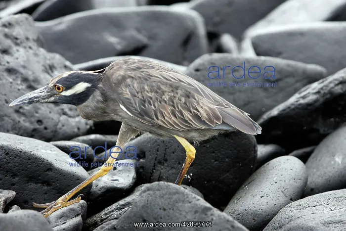  : Yellow-crowned Night-Heron