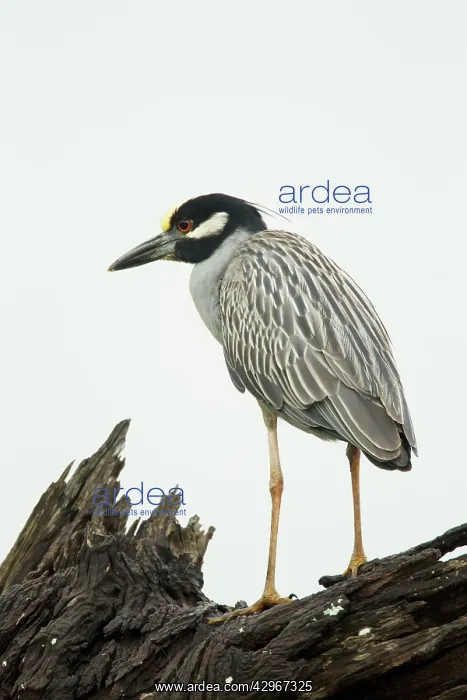 : Yellow-crowned Night Heron : Yellow-crowned Night Heron