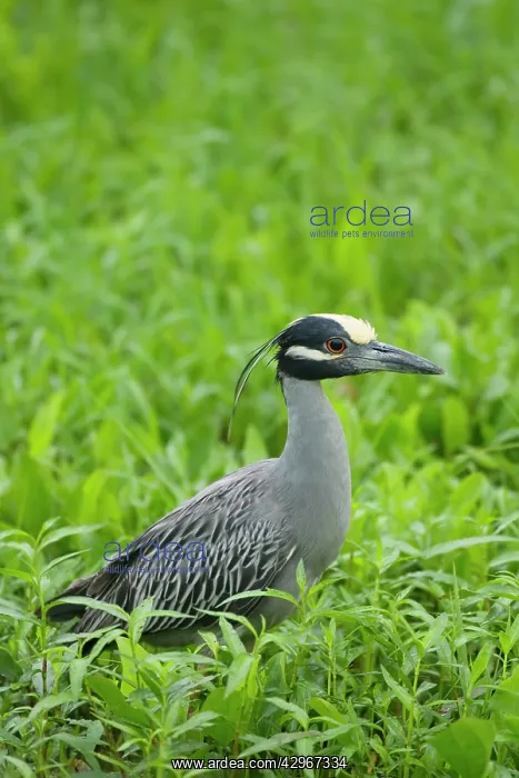 : Yellow-crowned Night Heron : Yellow-crowned Night Heron