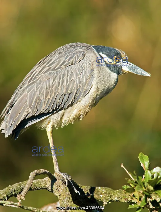: Yellow Crowned Night Heron : Yellow Crowned Night Heron