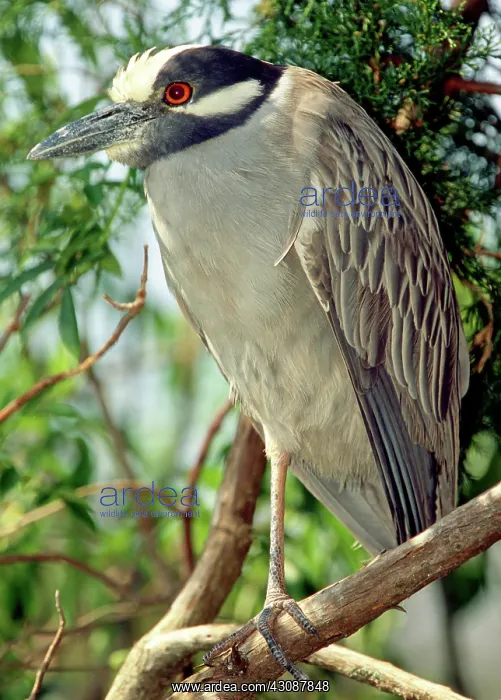 : Yellow Crowned Night Heron : Yellow Crowned Night Heron