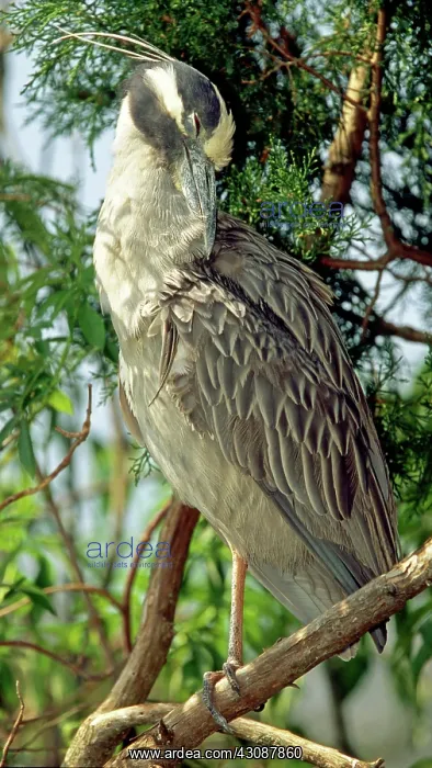 : Yellow Crowned Night Heron : Yellow Crowned Night Heron