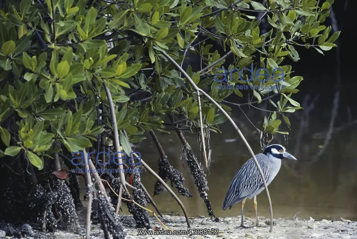 : Yellow-crowned Night Heron : Yellow-crowned Night Heron