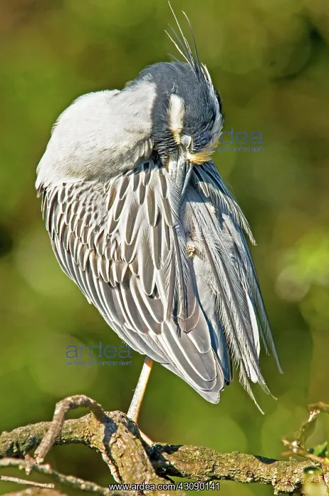 : Yellow Crowned Night Heron : Yellow Crowned Night Heron
