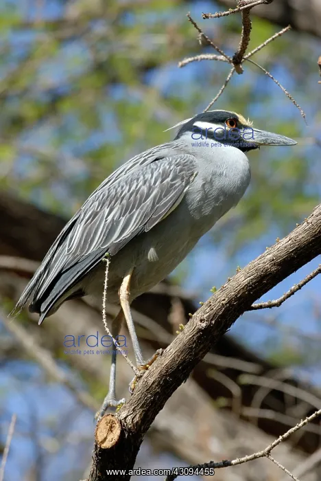 : Yellow-crowned Night Heron : Yellow-crowned Night Heron