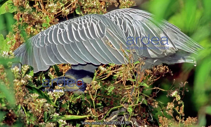 : Yellow Crowned Night Heron : Yellow Crowned Night Heron