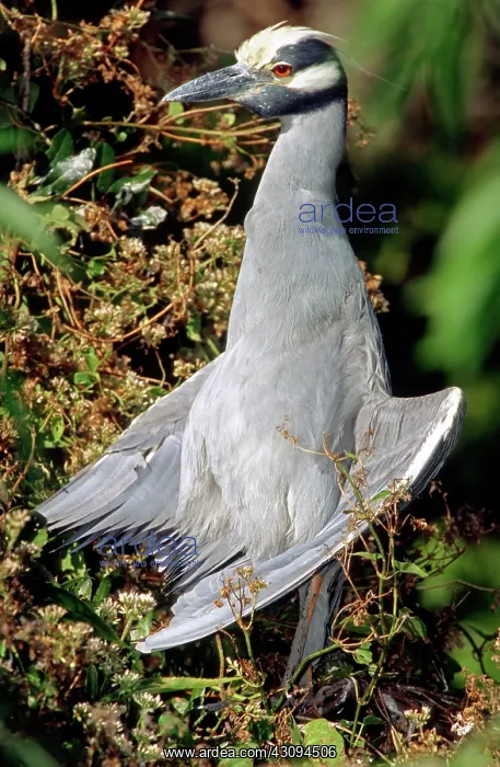 : Yellow Crowned Night Heron : Yellow Crowned Night Heron