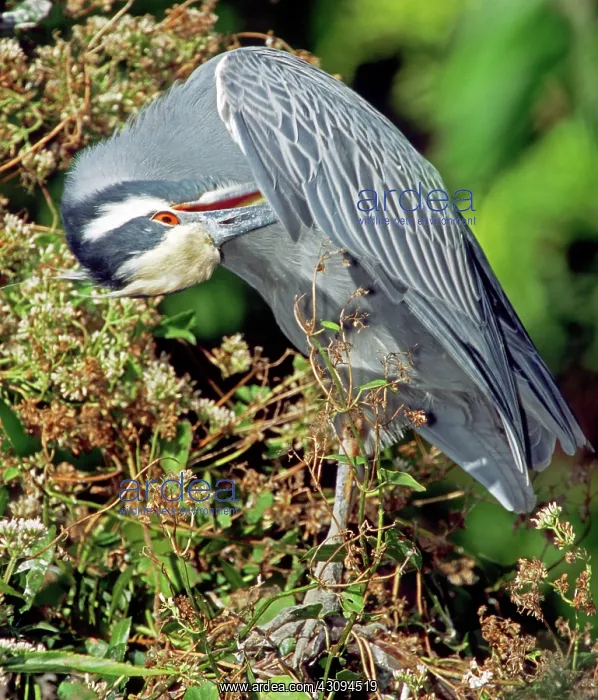 : Yellow Crowned Night Heron : Yellow Crowned Night Heron