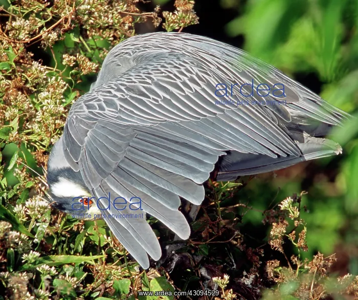 : Yellow Crowned Night Heron : Yellow Crowned Night Heron