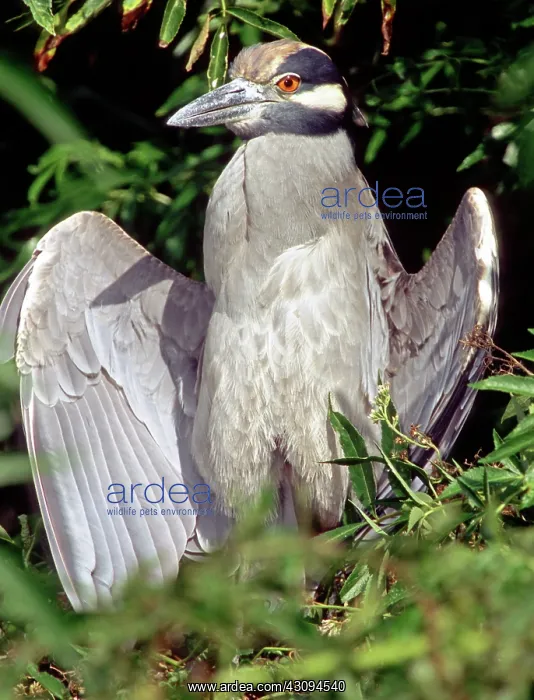 : Yellow Crowned Night Heron : Yellow Crowned Night Heron