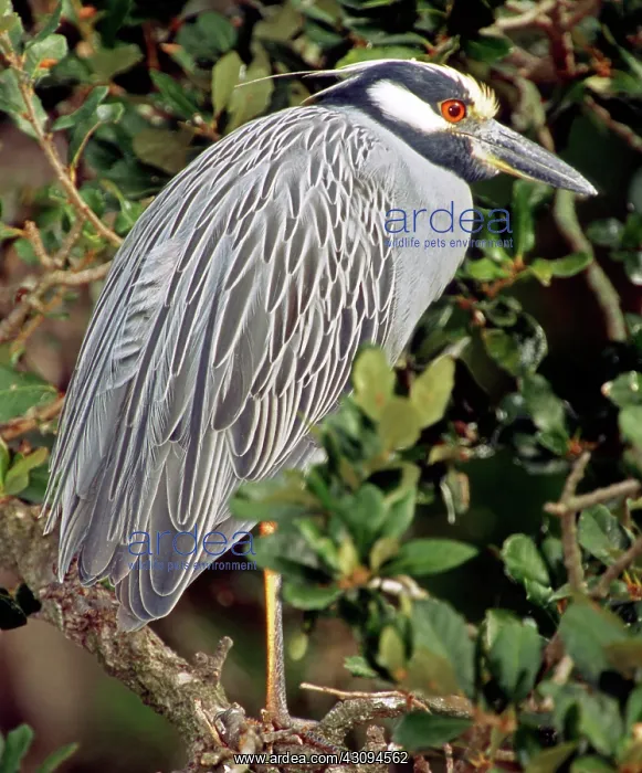 : Yellow Crowned Night Heron : Yellow Crowned Night Heron