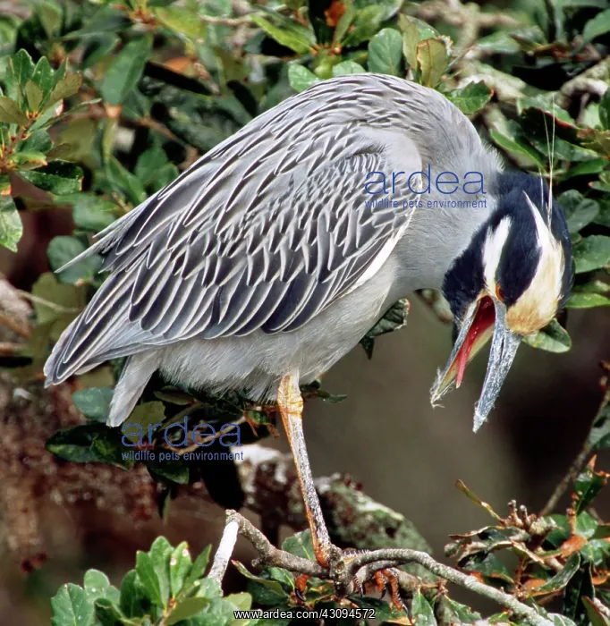 : Yellow Crowned Night Heron : Yellow Crowned Night Heron