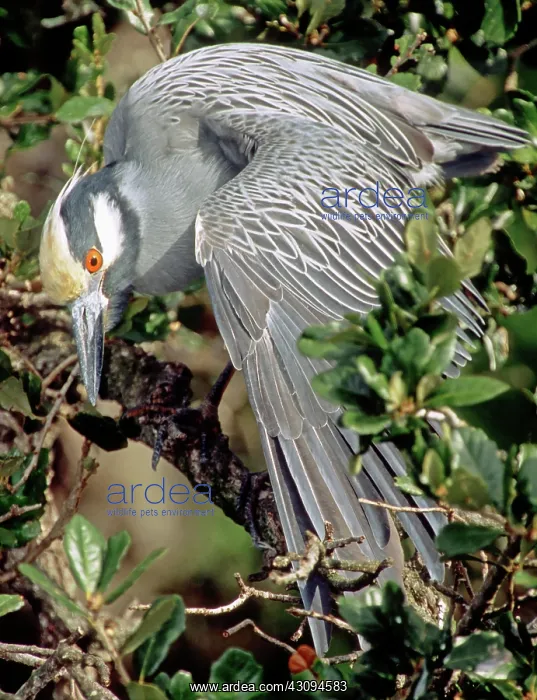 : Yellow Crowned Night Heron : Yellow Crowned Night Heron