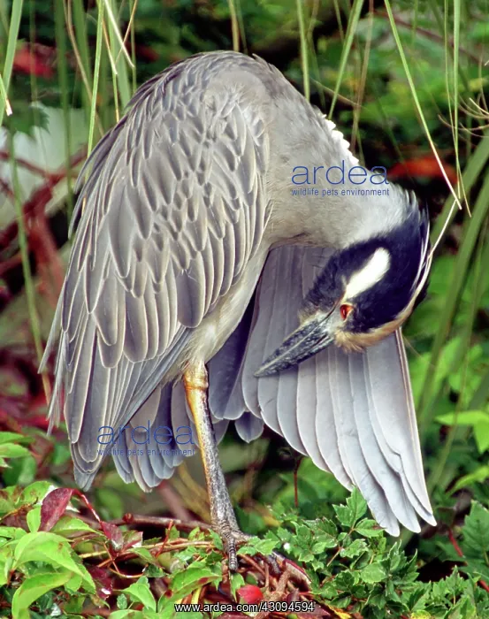 : Yellow Crowned Night Heron : Yellow Crowned Night Heron