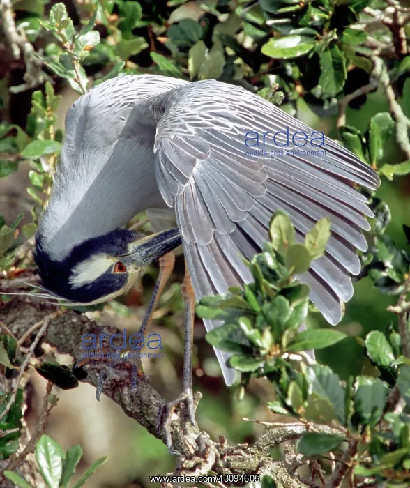 : Yellow Crowned Night Heron : Yellow Crowned Night Heron