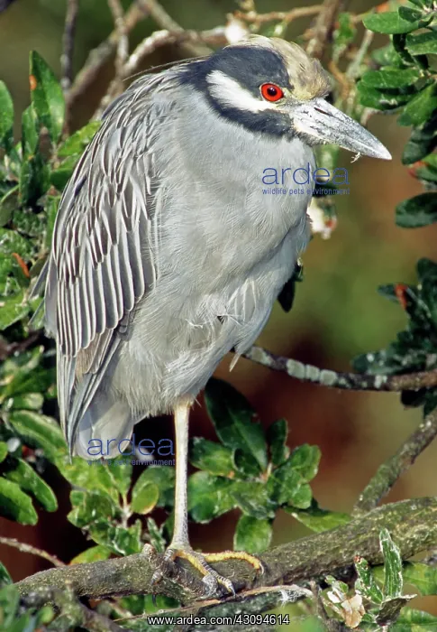: Yellow Crowned Night Heron : Yellow Crowned Night Heron