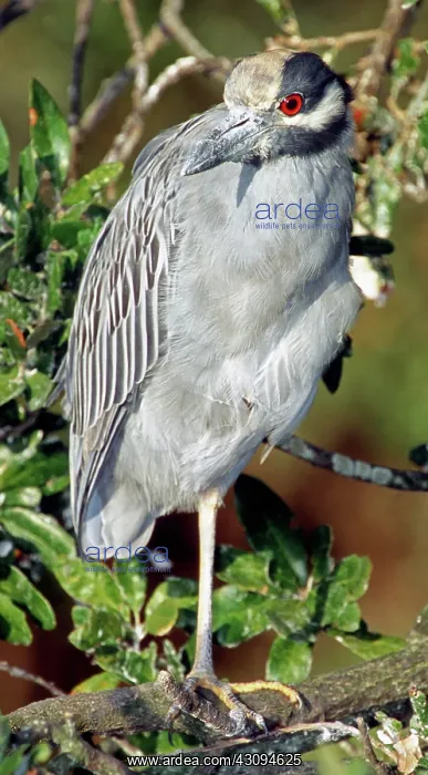 : Yellow Crowned Night Heron : Yellow Crowned Night Heron
