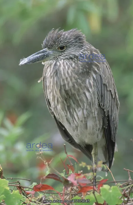 : Yellow Crowned Night Heron : Yellow Crowned Night Heron