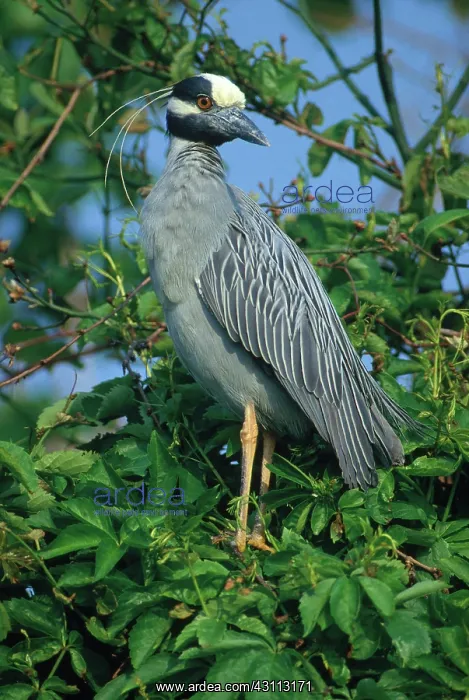 : Yellow-crowned Night Heron : Yellow-crowned Night Heron