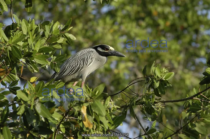 : Yellow-Crowned Night Heron : Yellow-Crowned Night Heron
