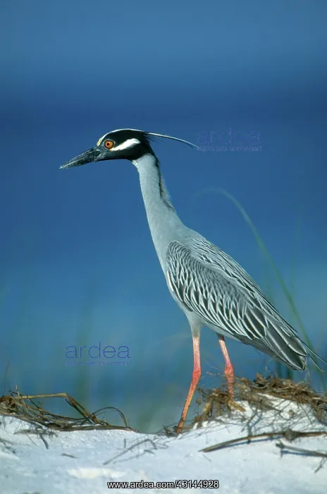 : Yellow-crowned Night Heron : Yellow-crowned Night Heron