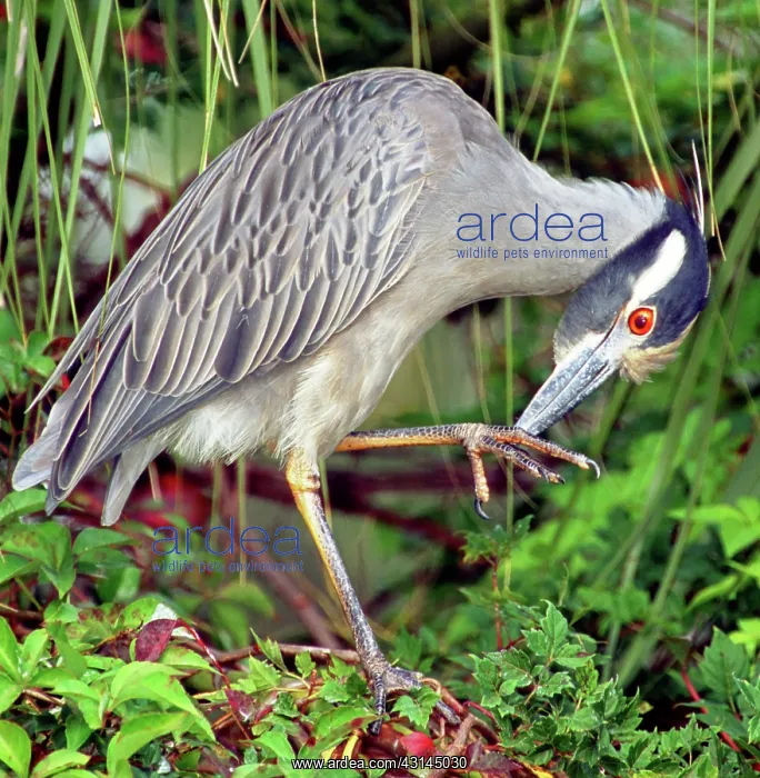 : Yellow-Crowned Night Heron : Yellow-Crowned Night Heron