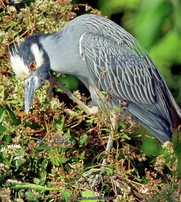 : Yellow-Crowned Night Heron : Yellow-Crowned Night Heron