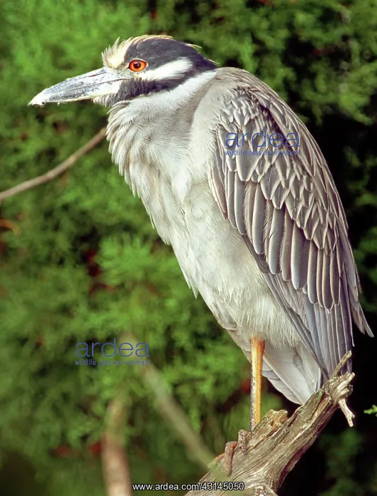 : Yellow-Crowned Night Heron : Yellow-Crowned Night Heron