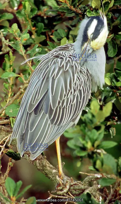 : Yellow-Crowned Night Heron : Yellow-Crowned Night Heron