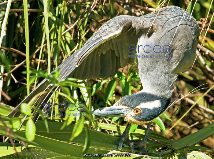 : Yellow Crowned Night Heron : Yellow Crowned Night Heron