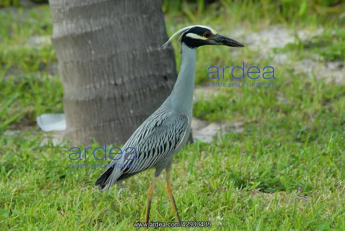 : Yellow-crowned Night-Heron in breeding plumage : Yellow-crowned Night-Heron in breeding plumage