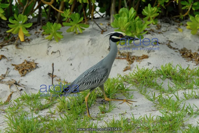 : Yellow-crowned Night-Heron in breeding plumage : Yellow-crowned Night-Heron in breeding plumage