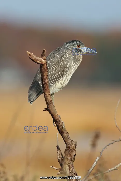 : Yellow-crowned Night Heron - immature plumage - : Yellow-crowned Night Heron - immature plumage -